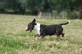 BULL TERRIER MINIATURE 070